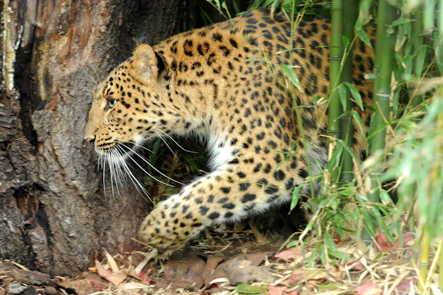 Menagerie du Jardin des Plantes ticket visit photo