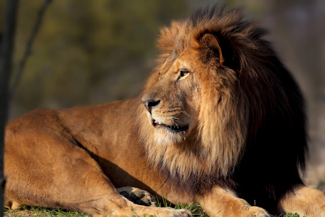 A lion with a large mane lies on grass, gazing to the side, set against a blurry, natural background.